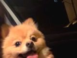Çok akıllı pomerian