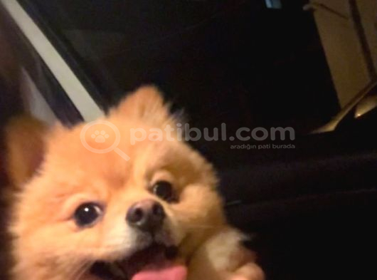 Çok Akıllı Pomerian