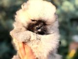 Ori̇ji̇nal Pomerani̇an Bebekler