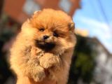 Ori̇ji̇nal Pomerani̇an Bebekler