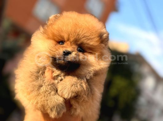 Ori̇ji̇nal Pomerani̇an Bebekler görsel