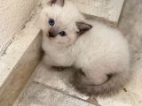 2 Aylık blue point yavru kediler