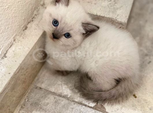 2 Aylık blue point yavru kediler