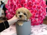 Maltipoo yavrular