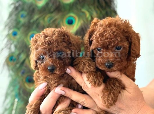 Üst Kalite Toy Poodle Yavrular görsel