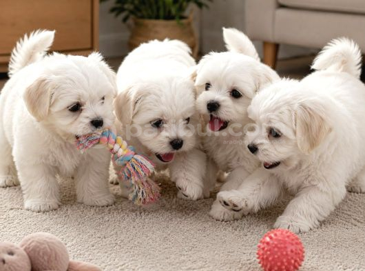 Maltese Terrier Yavrular