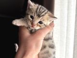 Evinizin Küçük Leoparı