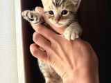 Evinizin Küçük Leoparı