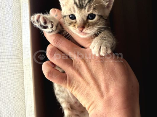 Evinizin Küçük Leoparı görsel