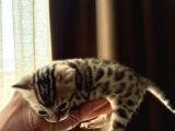 Evinizin Küçük Leoparı