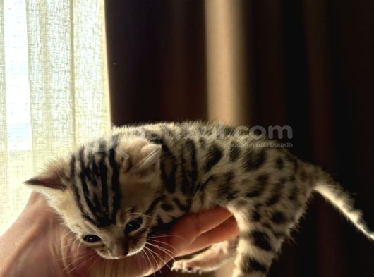 Evinizin Küçük Leoparı görsel