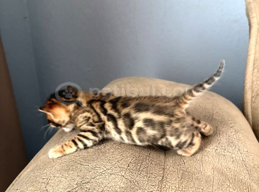 Evinizin Küçük Leoparı görsel