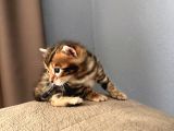 Evinizin Küçük Leoparı