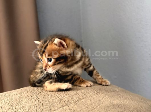Evinizin Küçük Leoparı görsel