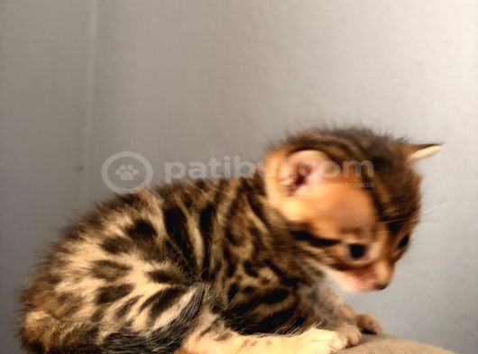 Evinizin küçük leoparı