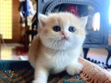 Saf Kan Golden British Shorthair Yavrularwcf Kayıtlı