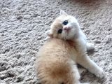 Saf Kan Golden British Shorthair Yavrularwcf Kayıtlı
