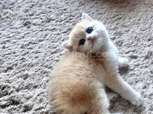 Saf Kan Golden British Shorthair Yavrularwcf Kayıtlı görsel