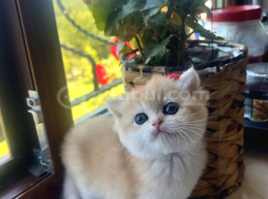 Saf Kan Golden British Shorthair Yavrularwcf Kayıtlı görsel