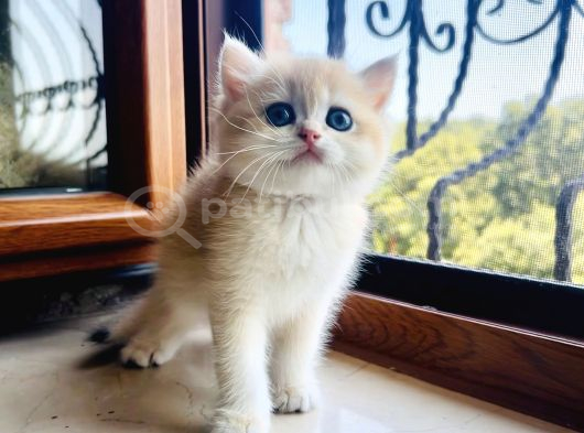 Saf Kan Golden British Shorthair Yavrularwcf Kayıtlı