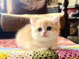 Saf Kan Golden British Shorthair Yavrularwcf Kayıtlı