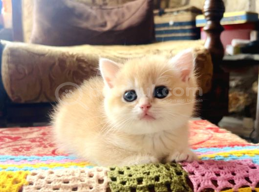 Saf Kan Golden British Shorthair Yavrularwcf Kayıtlı görsel