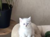 Safkan Bri̇ti̇sh Shorthai̇r Mavi̇ Göz Yavrum
