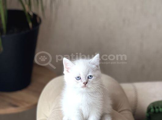 Safkan Bri̇ti̇sh Shorthai̇r Mavi̇ Göz Yavrum görsel