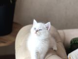 Safkan Bri̇ti̇sh Shorthai̇r Mavi̇ Göz Yavrum