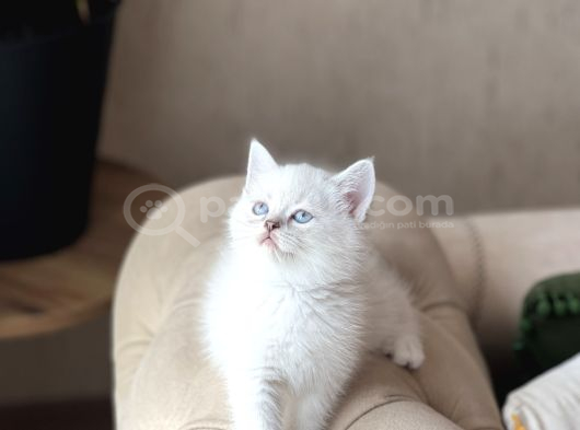 Safkan Bri̇ti̇sh Shorthai̇r Mavi̇ Göz Yavrum görsel
