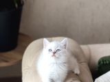 SAFKAN BRİTİSH SHORTHAİR MAVİ GÖZ YAVRUM