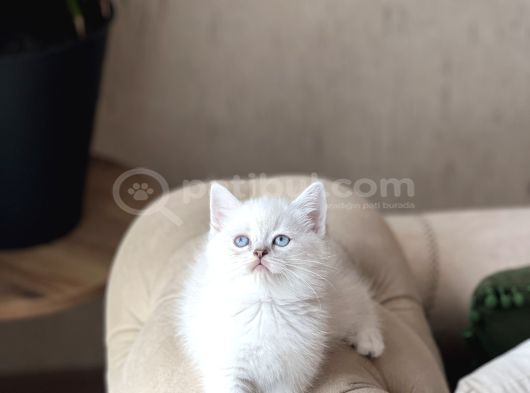 Safkan Bri̇ti̇sh Shorthai̇r Mavi̇ Göz Yavrum