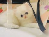 British Longhair Dişi Ve Erkek Bebişler