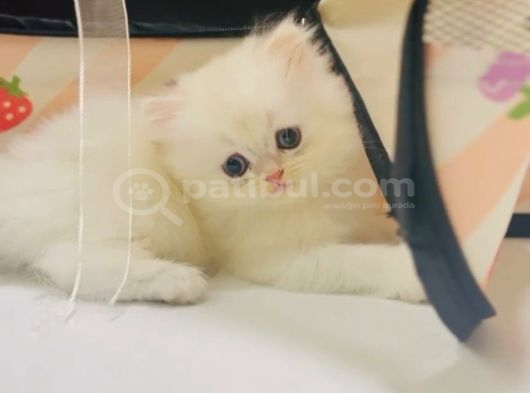 British Longhair Dişi Ve Erkek Bebişler görsel