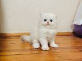 British longhair dişi ve Erkek bebişler
