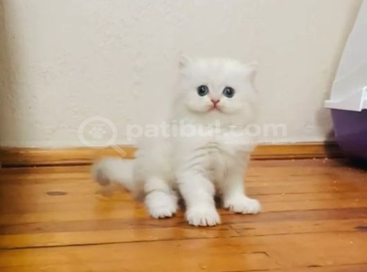 British Longhair Dişi Ve Erkek Bebişler