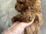 Kore Toy Poodle Bebekler