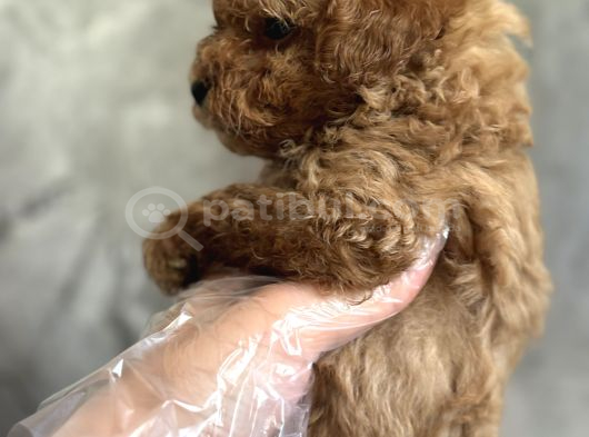 Kore Toy Poodle Bebekler görsel