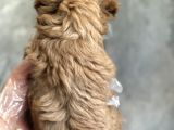 Kore Toy Poodle Bebekler