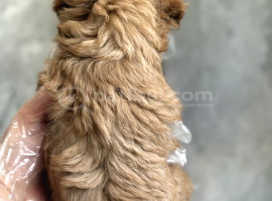 Kore Toy Poodle Bebekler görsel