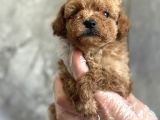 Kore Toy Poodle Bebekler