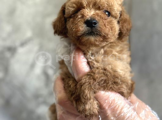 Kore Toy Poodle Bebekler görsel
