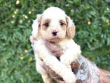 2 Aylık Original Cavapoo Yavrumuz