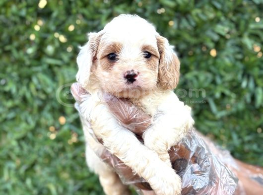 2 Aylık Original Cavapoo Yavrumuz görsel