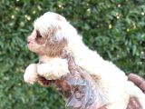 2 Aylık Original Cavapoo Yavrumuz
