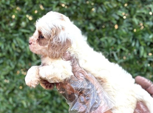 2 Aylık Original Cavapoo Yavrumuz görsel