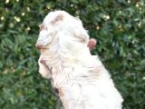 2 Aylık Original Cavapoo Yavrumuz