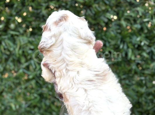 2 Aylık Original Cavapoo Yavrumuz görsel
