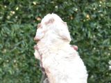 2 Aylık Original Cavapoo Yavrumuz