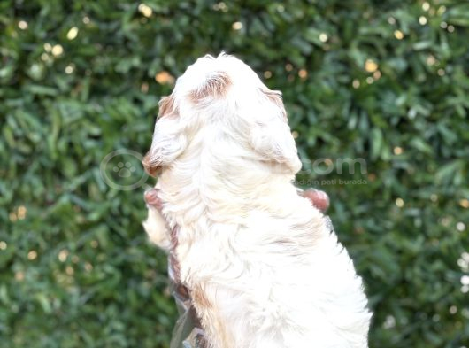 2 Aylık Original Cavapoo Yavrumuz görsel